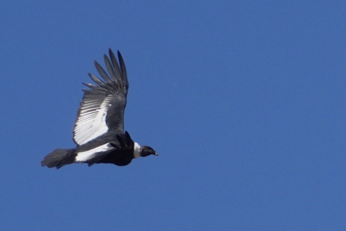 Andean Condor - Cliff Halverson