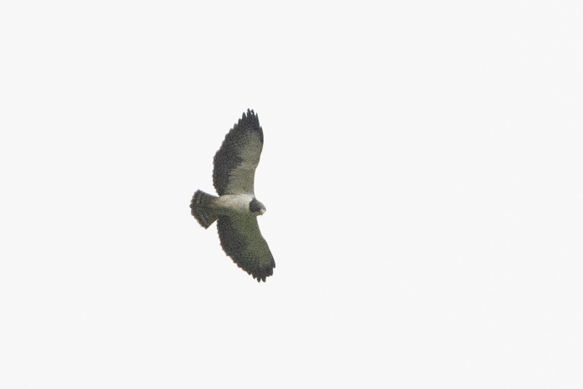 Short-tailed Hawk - ML424400911