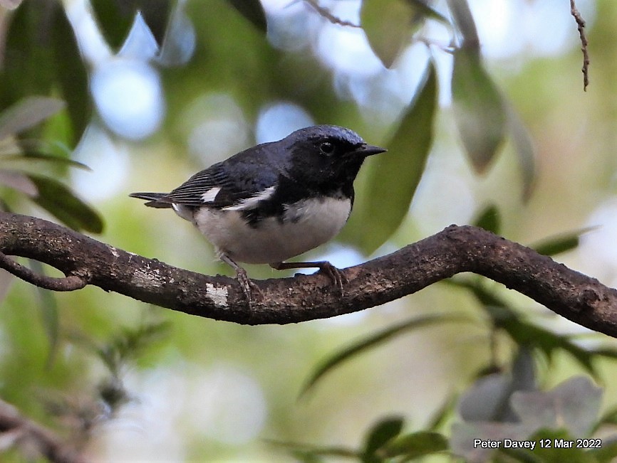 Black-throated Blue Warbler - ML424404831