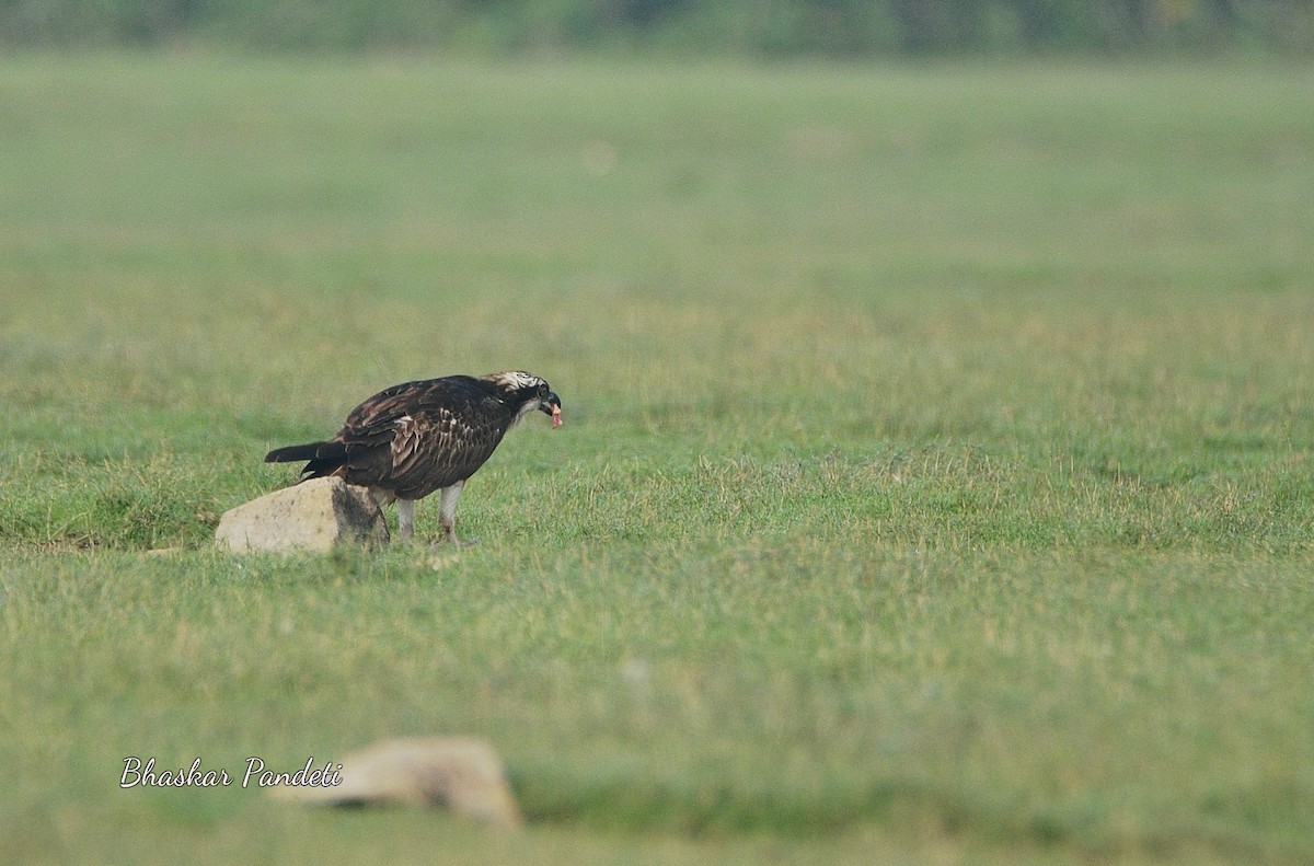 Osprey - Bhaskar pandeti