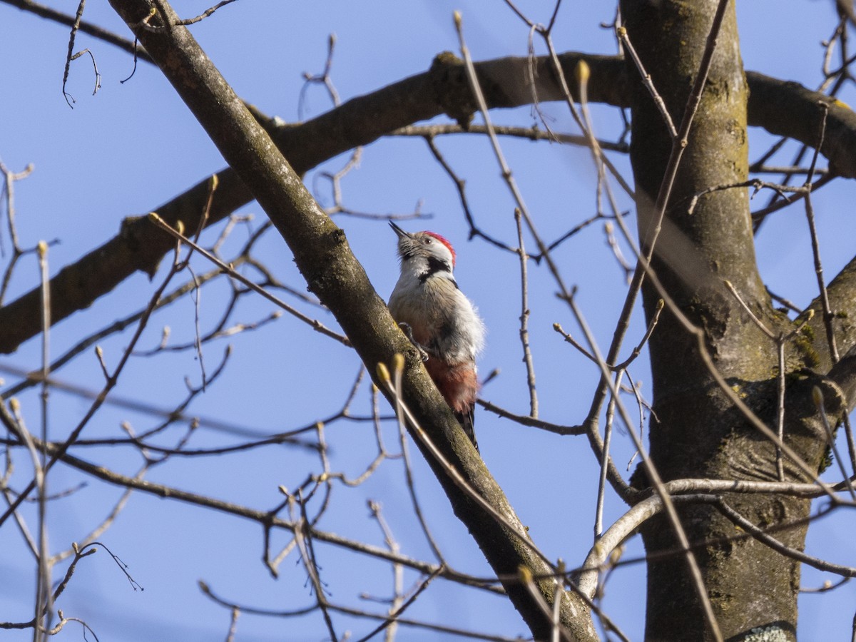 Middle Spotted Woodpecker - ML424405951