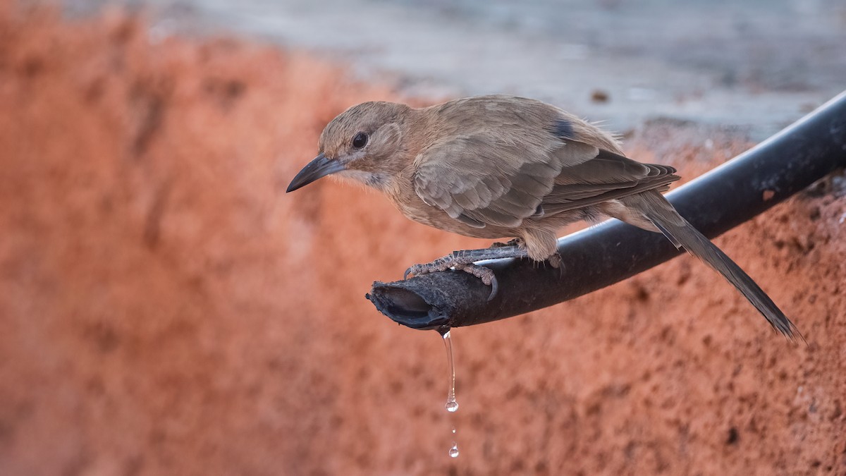 White-throated Cacholote - ML424406041