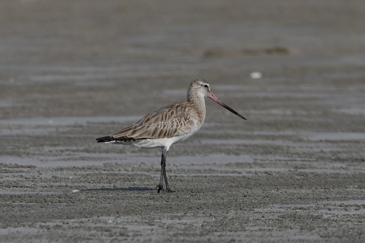 Bar-tailed Godwit - Teeranan Tinpook