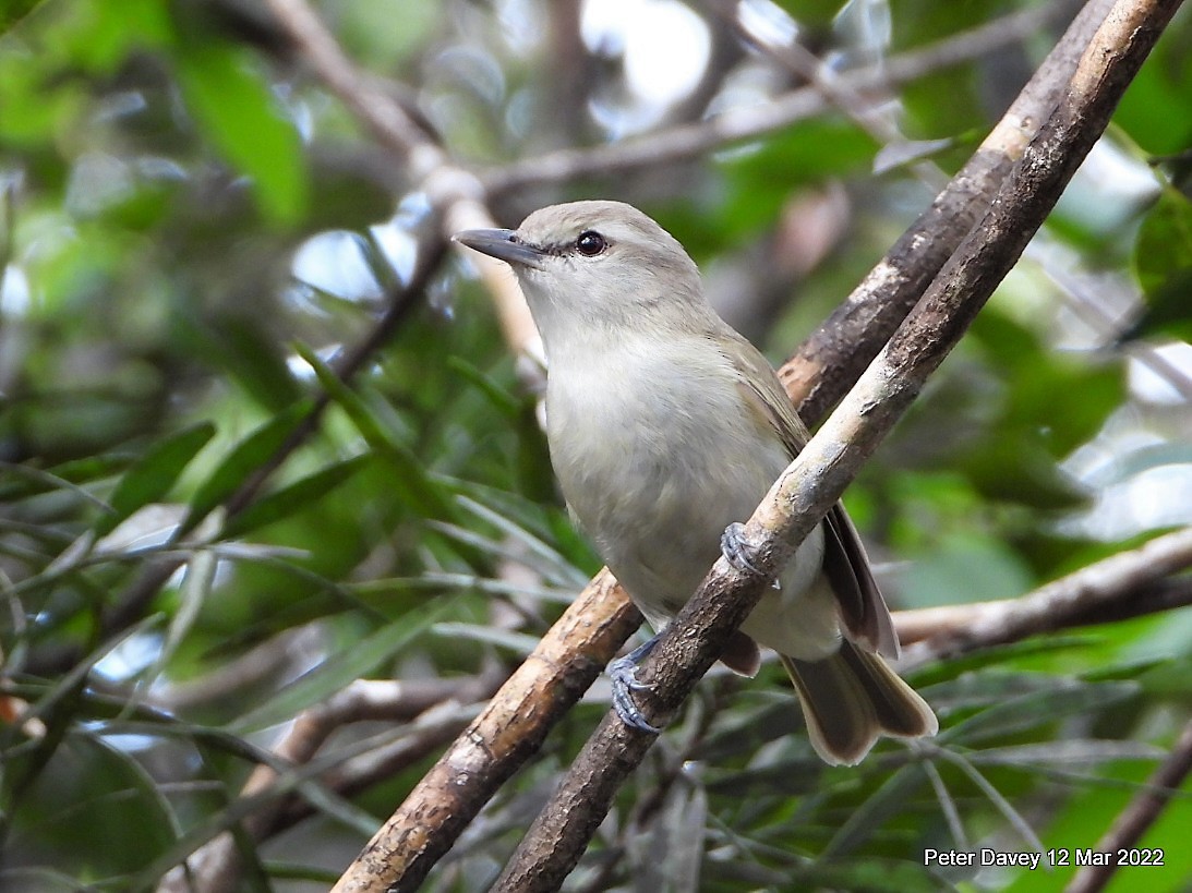 Yucatan Vireo - ML424406781