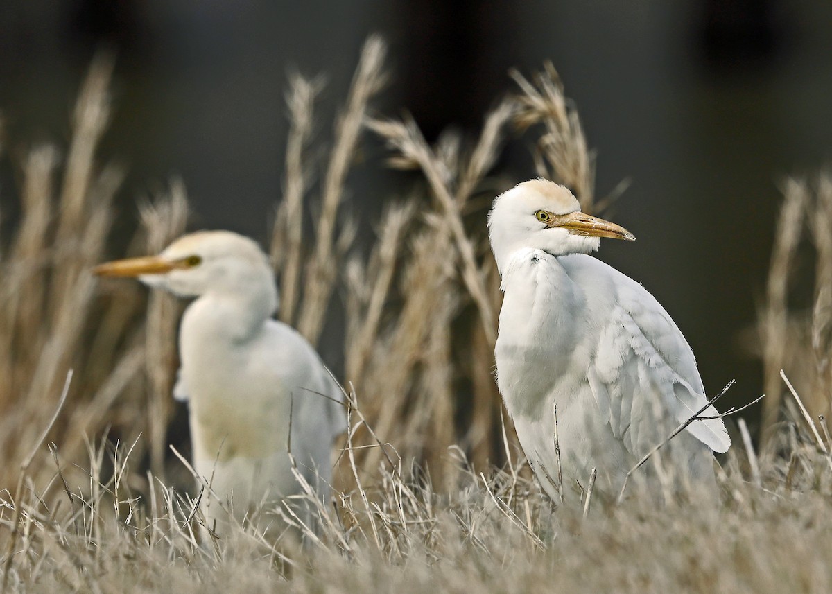 Western Cattle Egret - Sparrow Claw