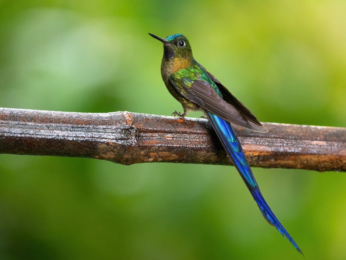 Violet-tailed Sylph - Adam Jackson