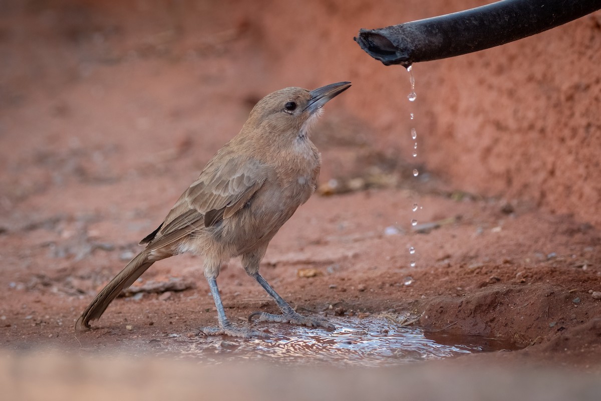 White-throated Cacholote - ML424409601