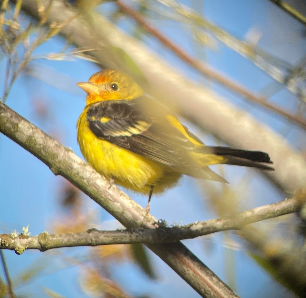 Western Tanager - ML424410521