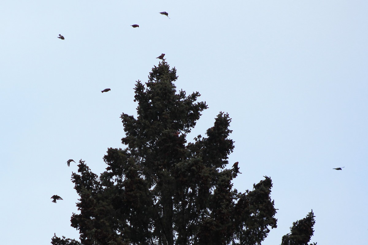 White-winged Crossbill - ML424410671