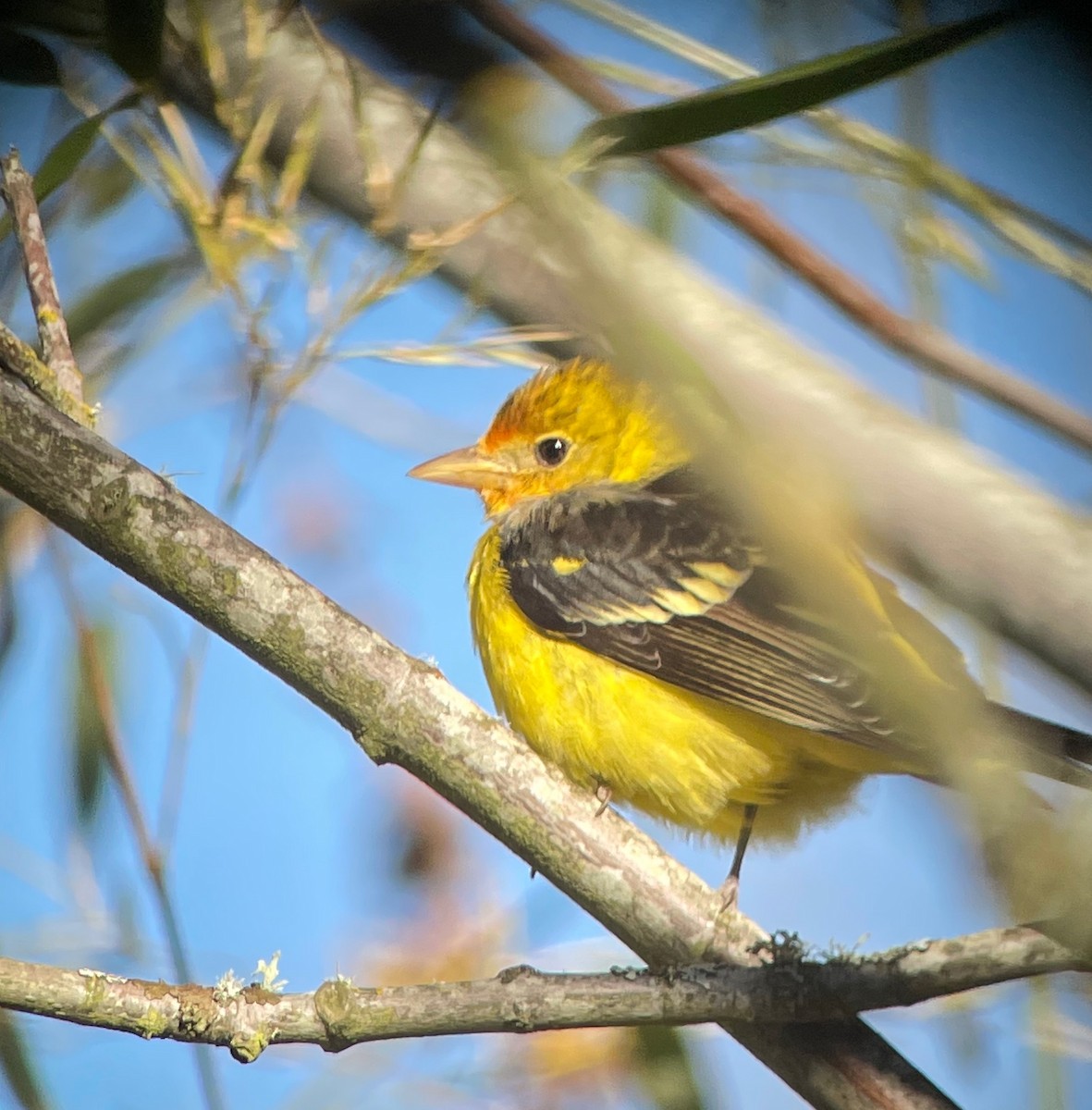 Western Tanager - ML424410971