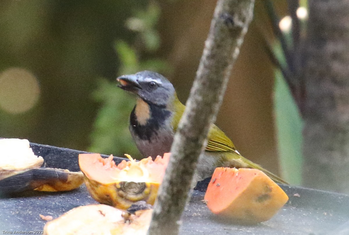 Buff-throated Saltator - ML424411281