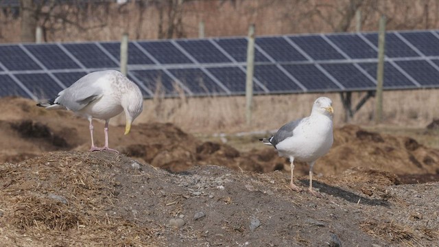 Herring x Lesser Black-backed Gull (hybrid) - ML424411441