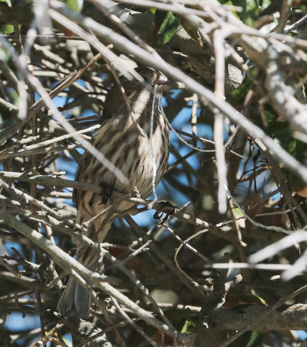 House Finch - ML424413551