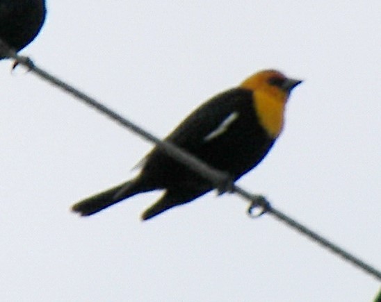 Yellow-headed Blackbird - ML424415741