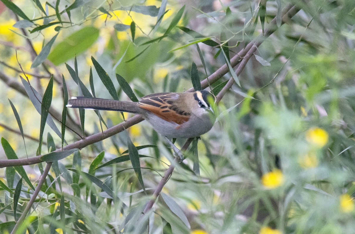 Black-crowned Tchagra - ML424416061