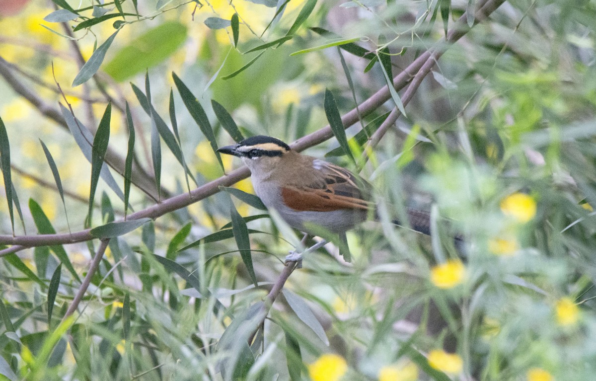 Black-crowned Tchagra - ML424416071