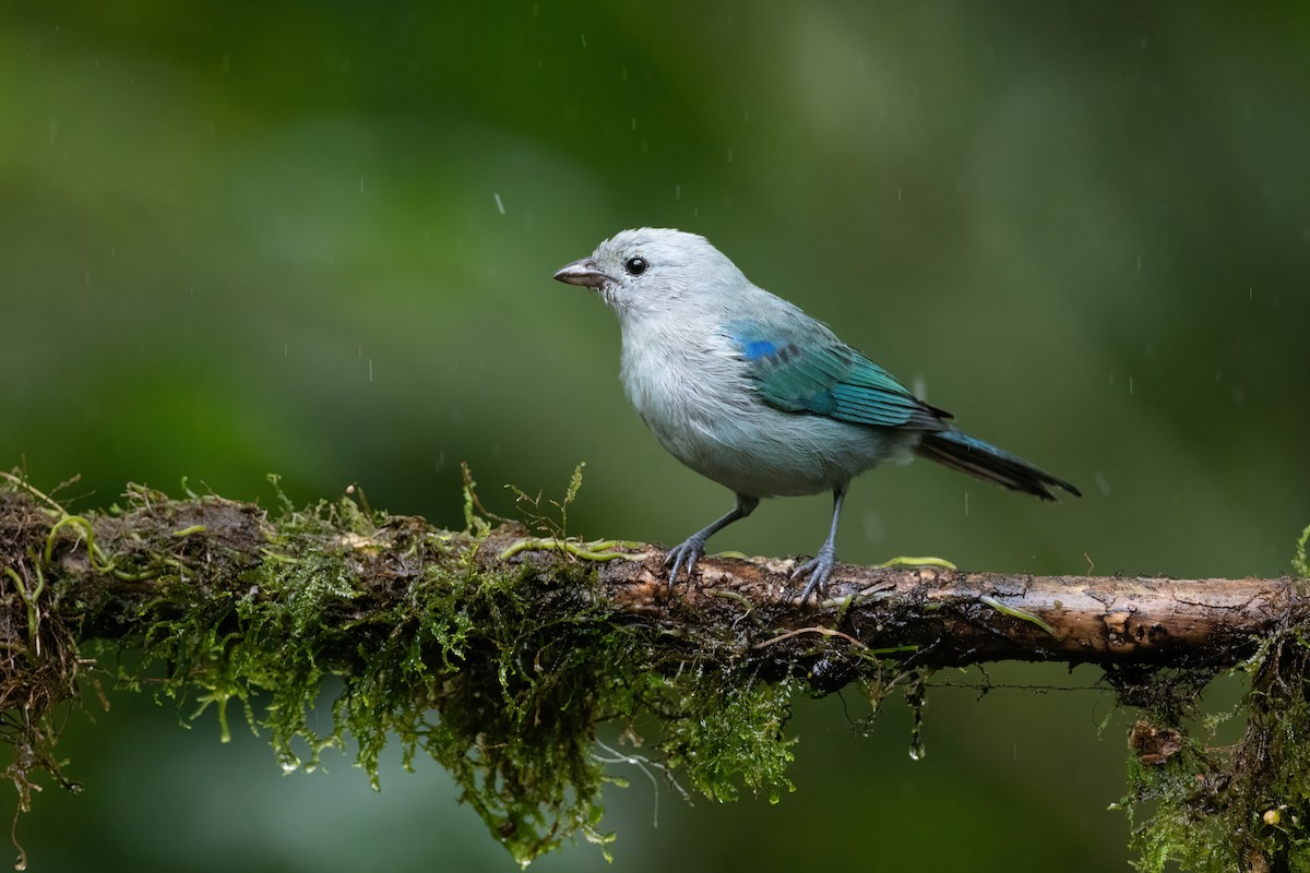 Blue-gray Tanager - ML424416121