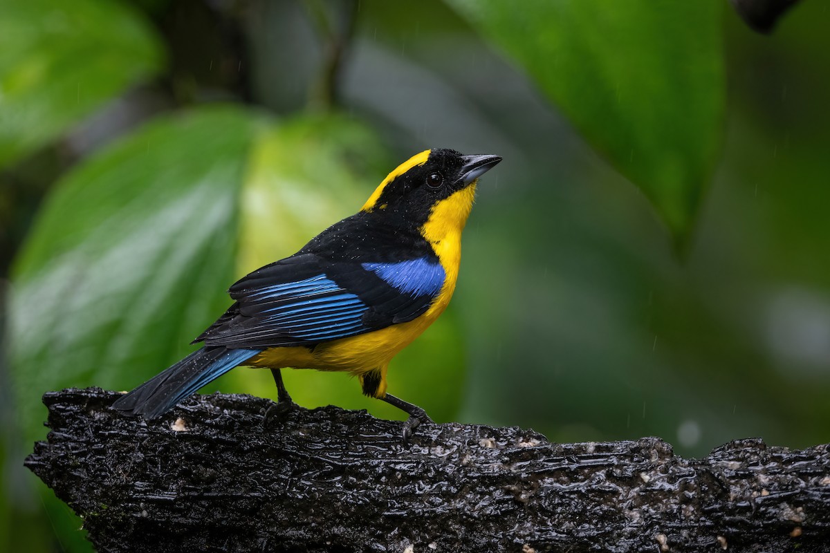 Blue-winged Mountain Tanager - Adam Jackson