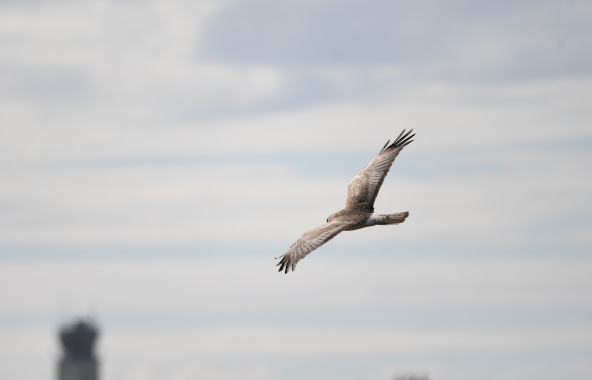 Northern Harrier - ML424416511