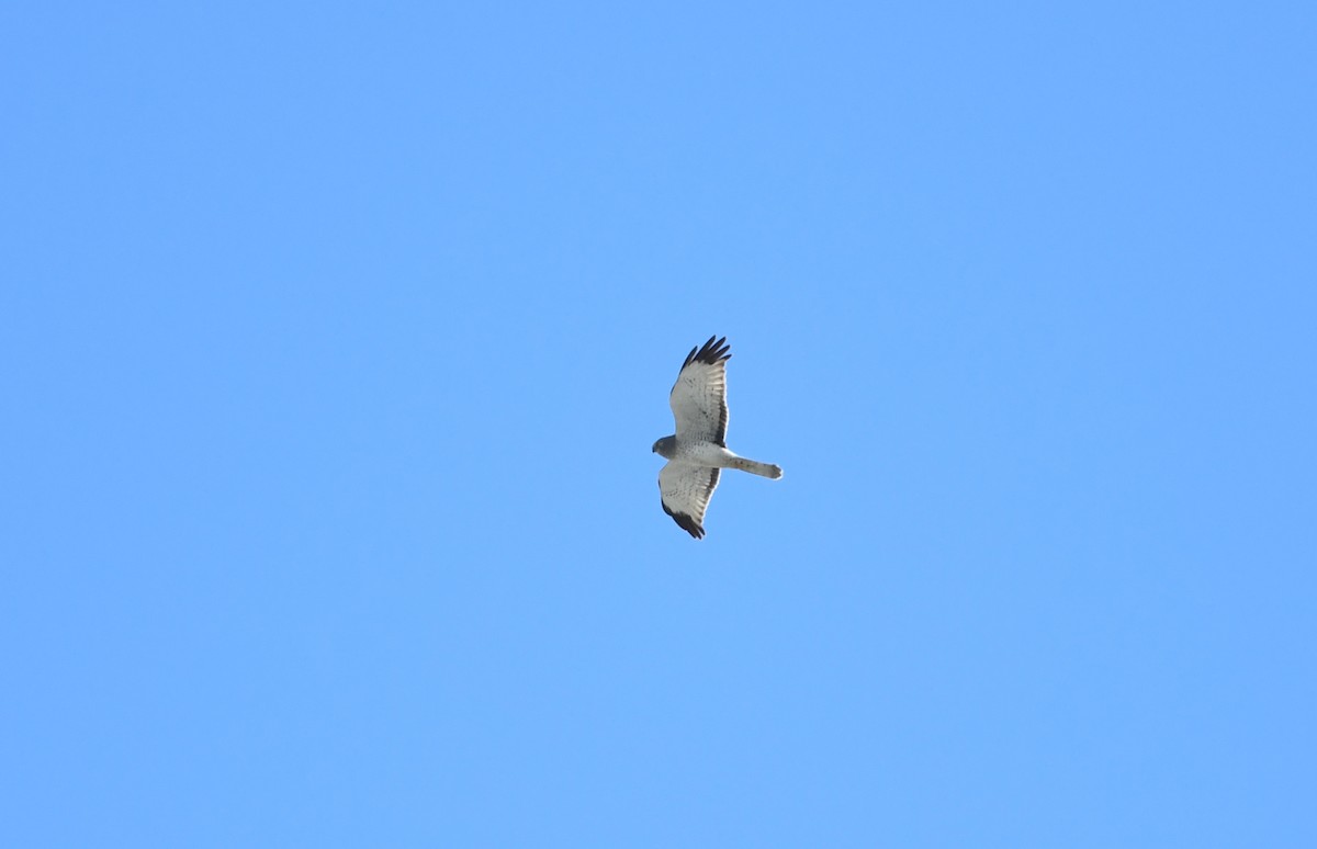 Northern Harrier - ML424416541