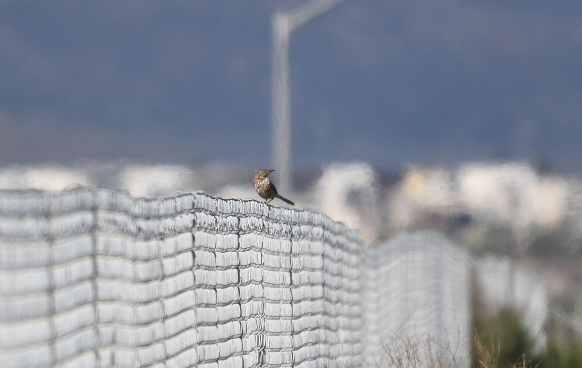 Sage Thrasher - ML424416551