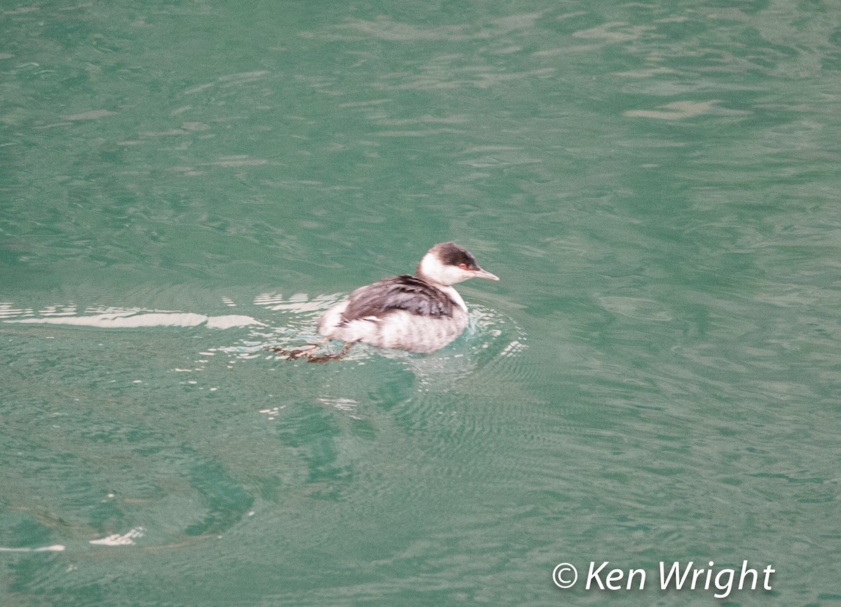 Horned Grebe - ML42441701