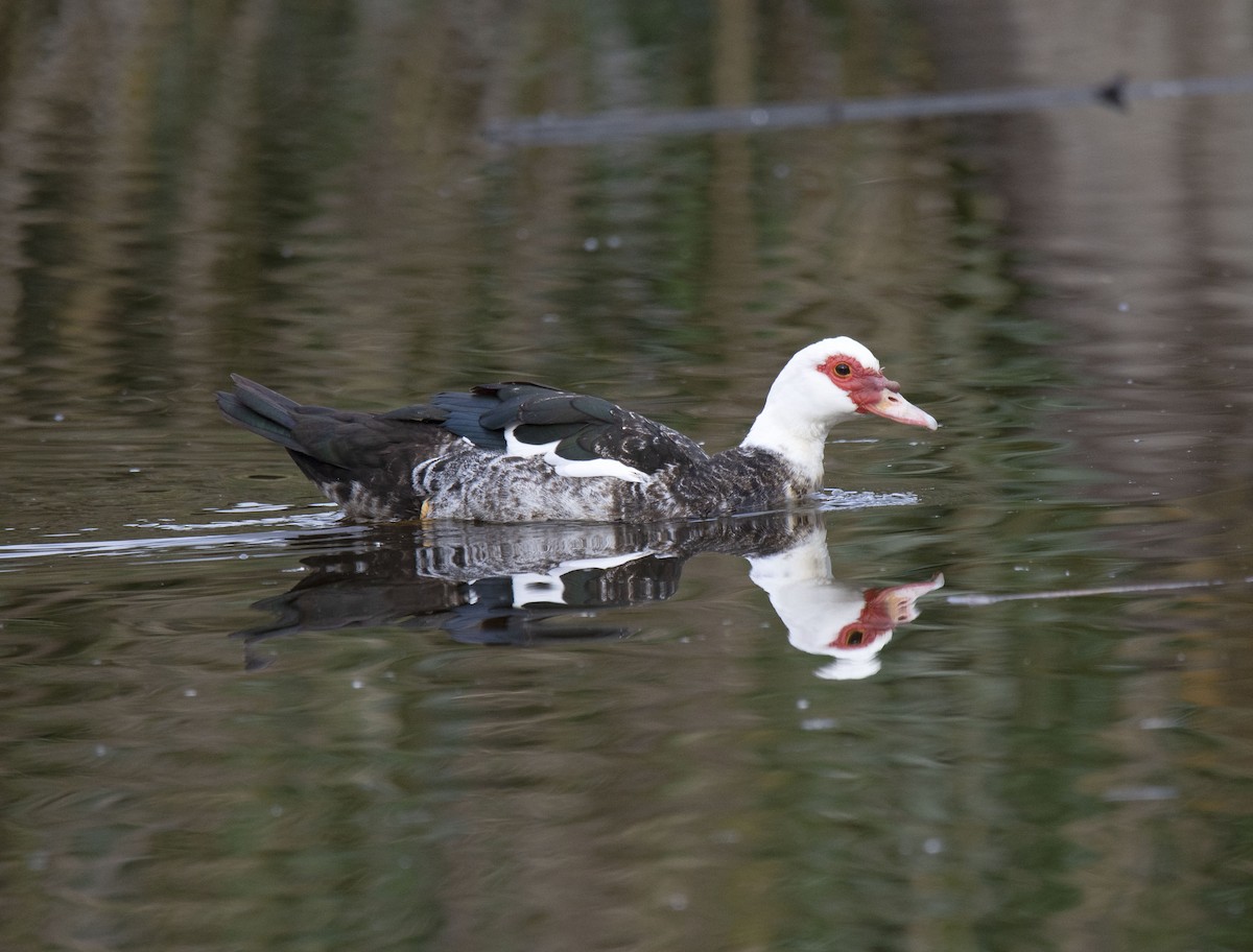 Muscovy Duck (Domestic type) - ML424417731