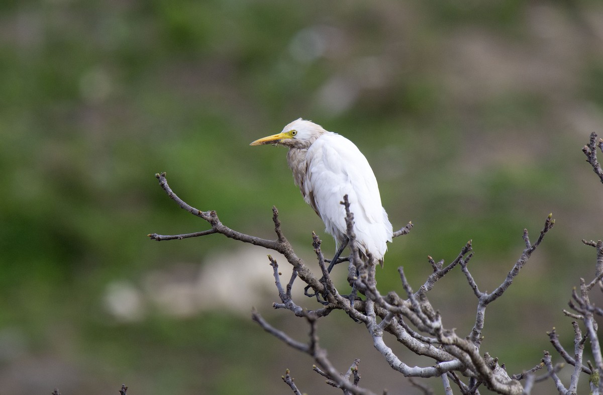 Western Cattle Egret - ML424417921