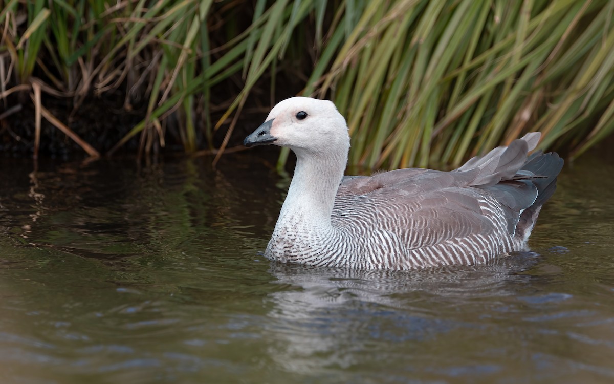 Upland Goose - Mason Maron