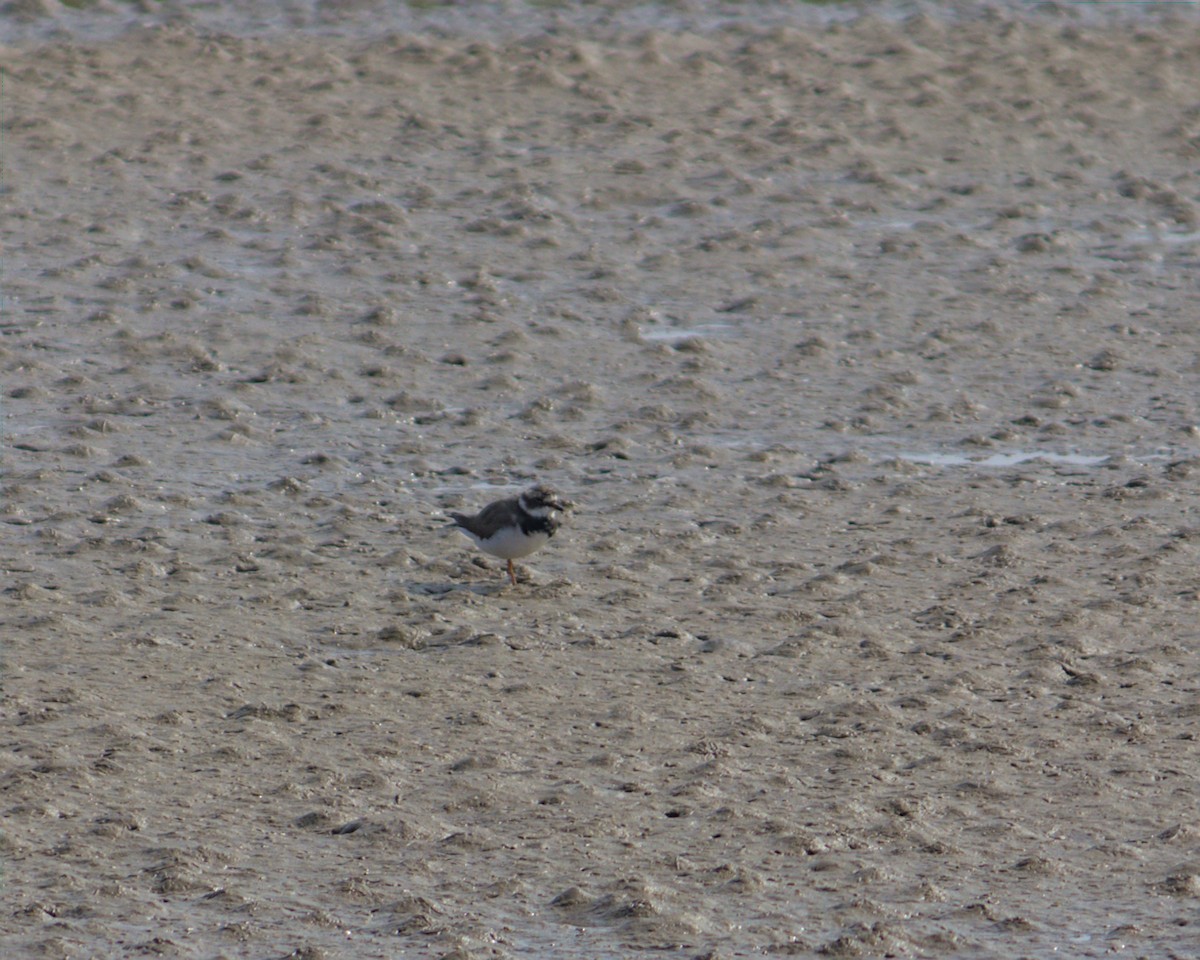 Common Ringed Plover - ML424418281