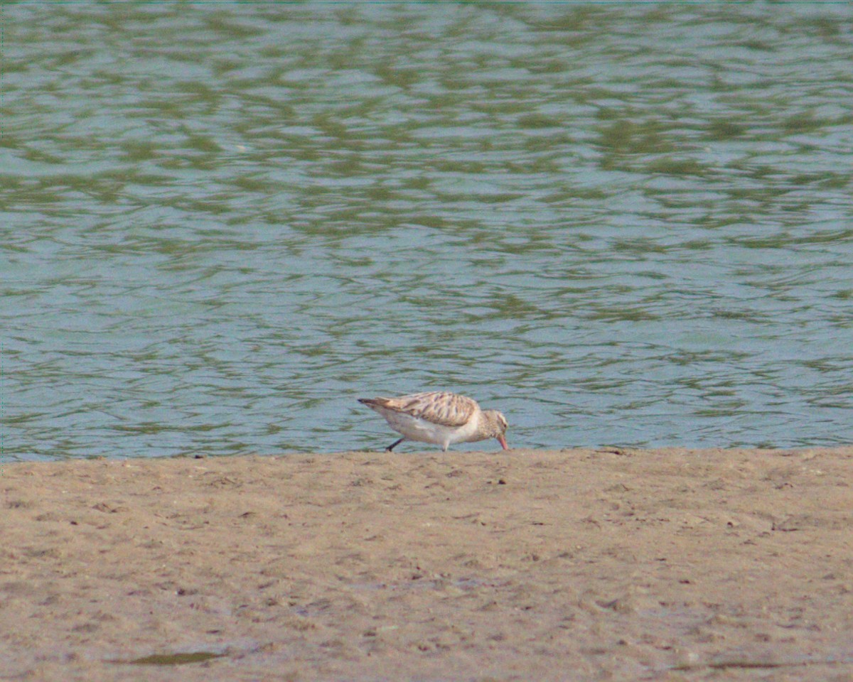 Bar-tailed Godwit - ML424418511