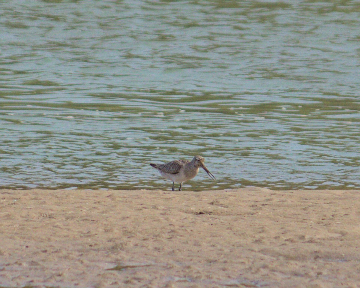 Bar-tailed Godwit - ML424418541