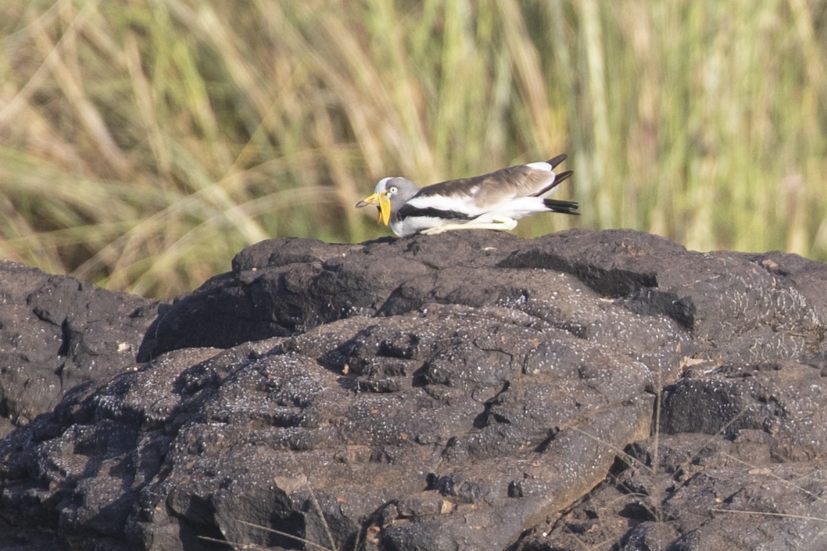 White-crowned Lapwing - adrian binns