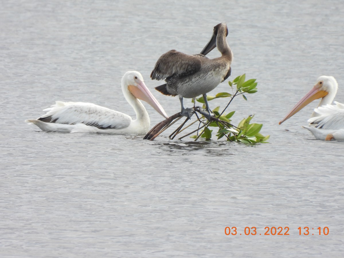 pelikán severoamerický - ML424419291