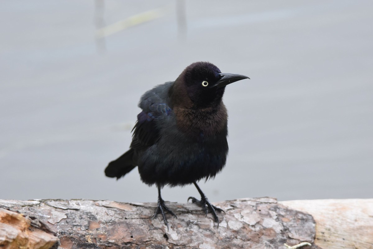 Common Grackle - ML424421171