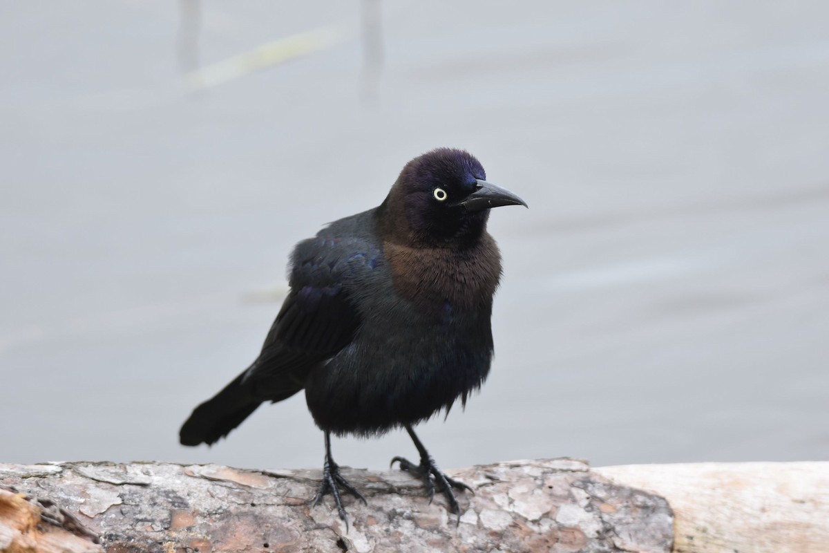 Common Grackle - Hunter Groce