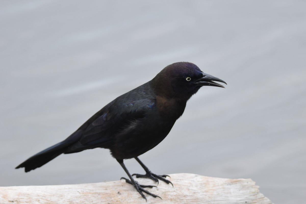 Common Grackle - Hunter Groce
