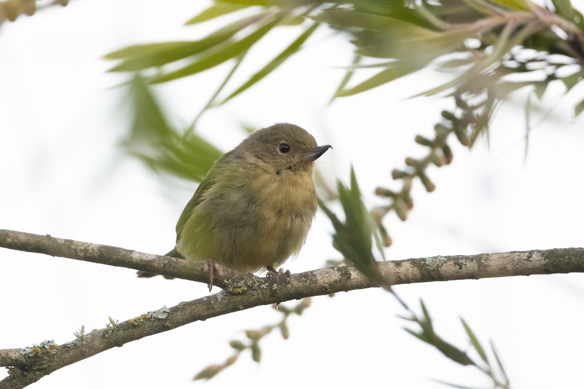 Rusty Flowerpiercer - ML424421301