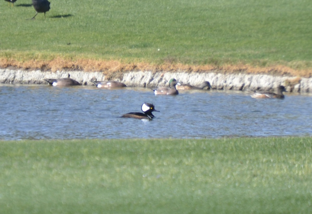 Hooded Merganser - ML424421341