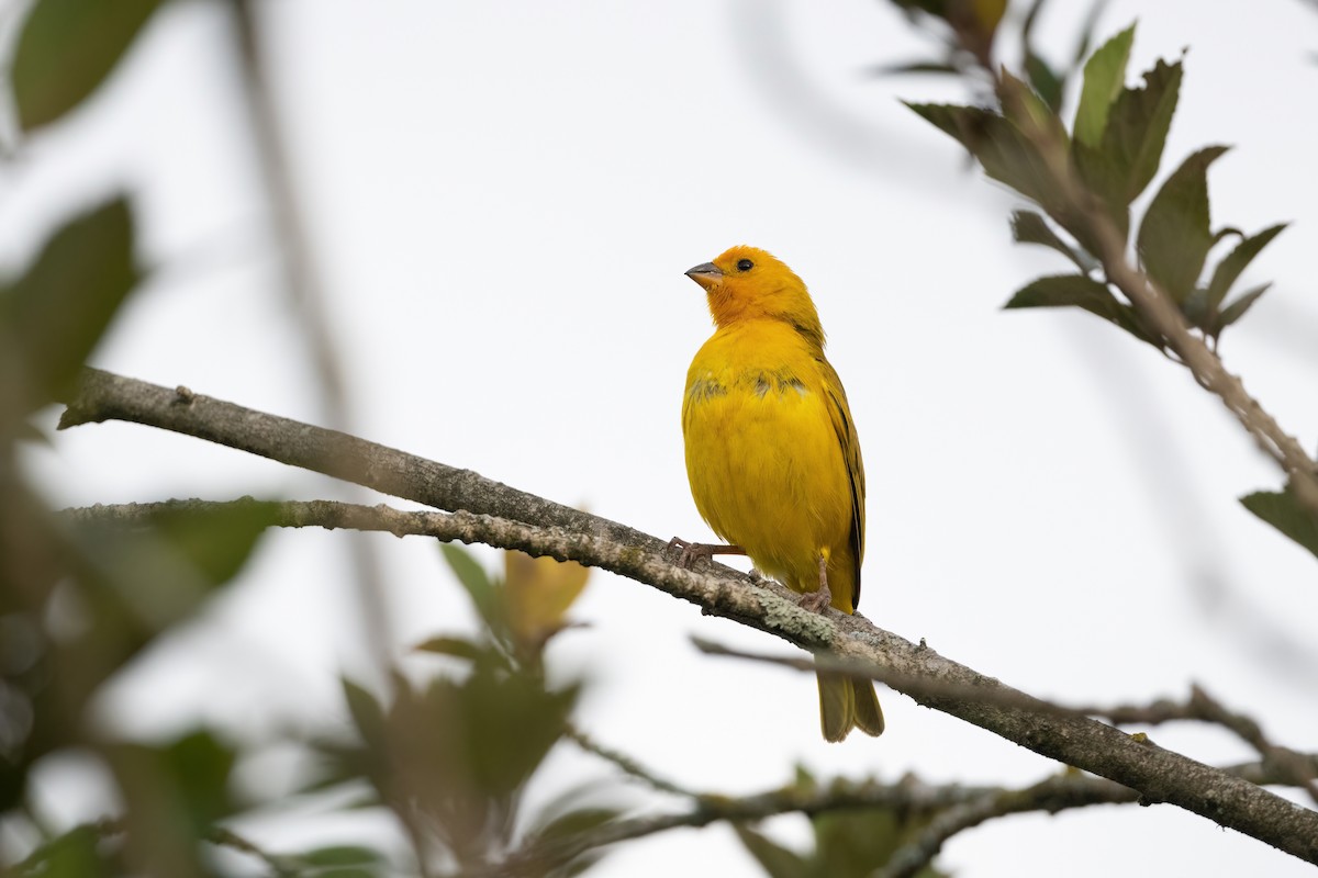 Saffron Finch - ML424421661