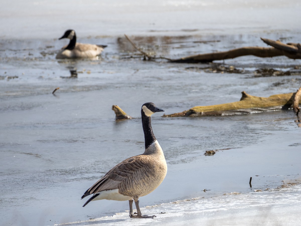 Canada Goose - ML424422101