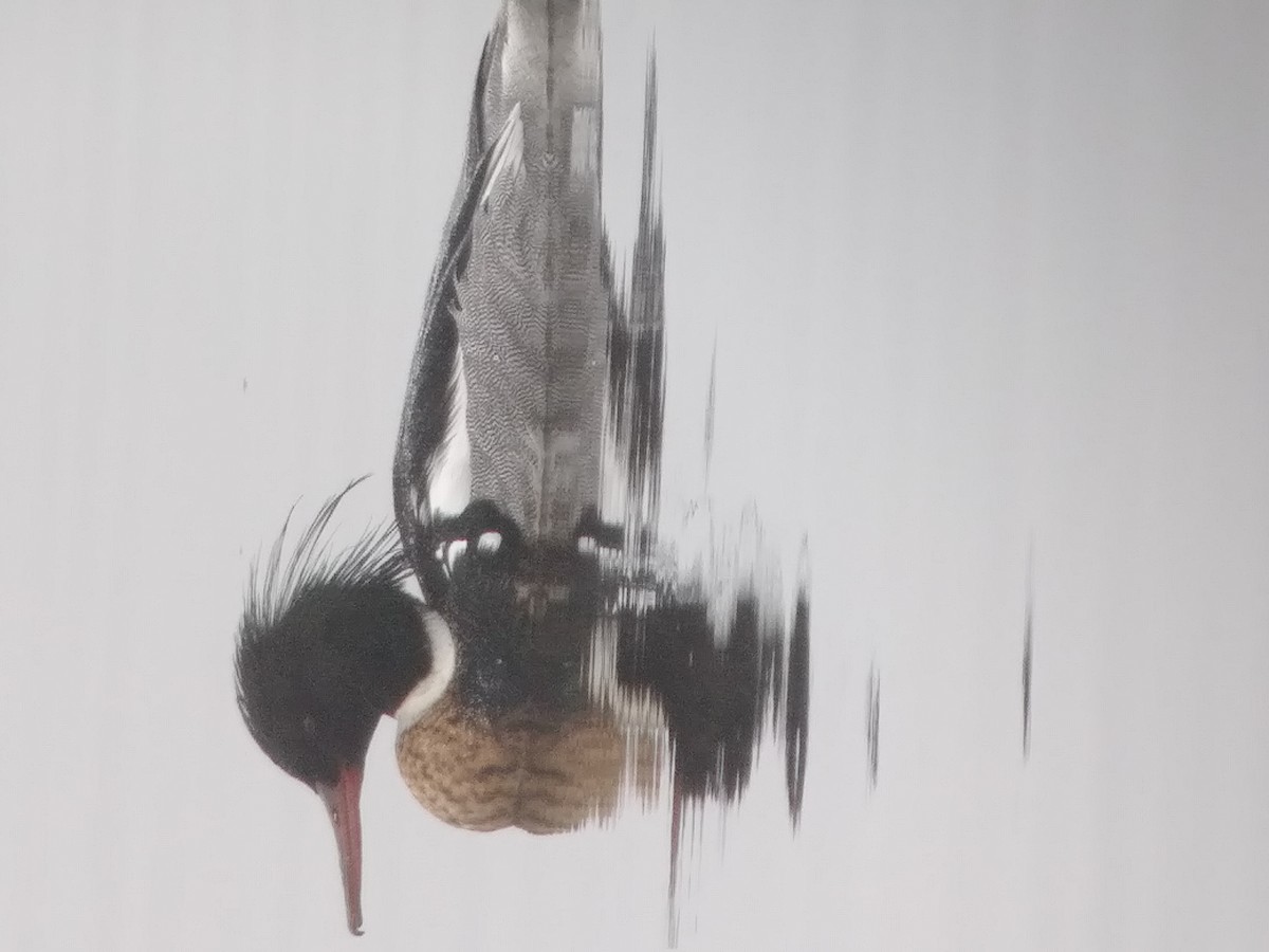 Red-breasted Merganser - ML424423361