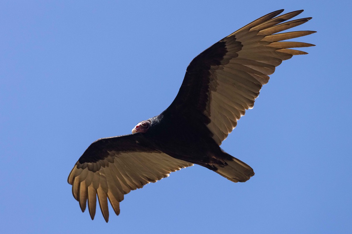 Turkey Vulture - ML424423471