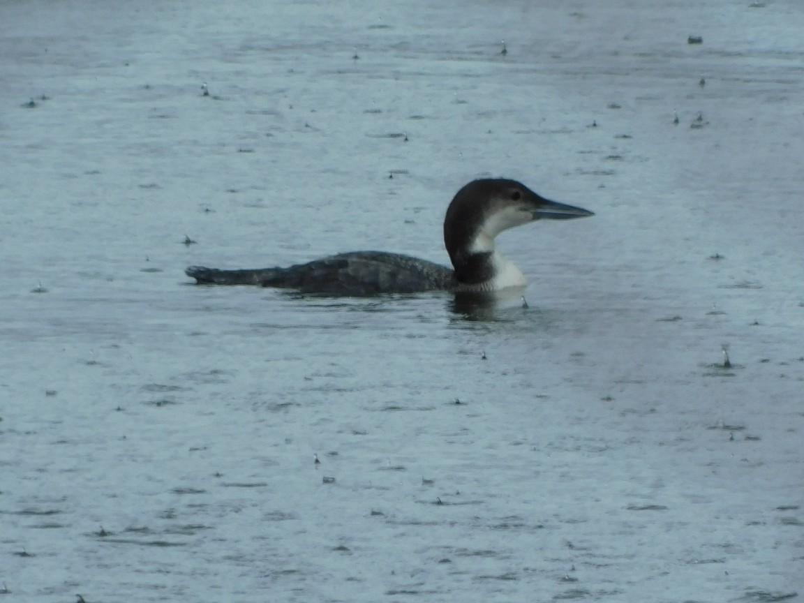 Common Loon - Jacob Jensen