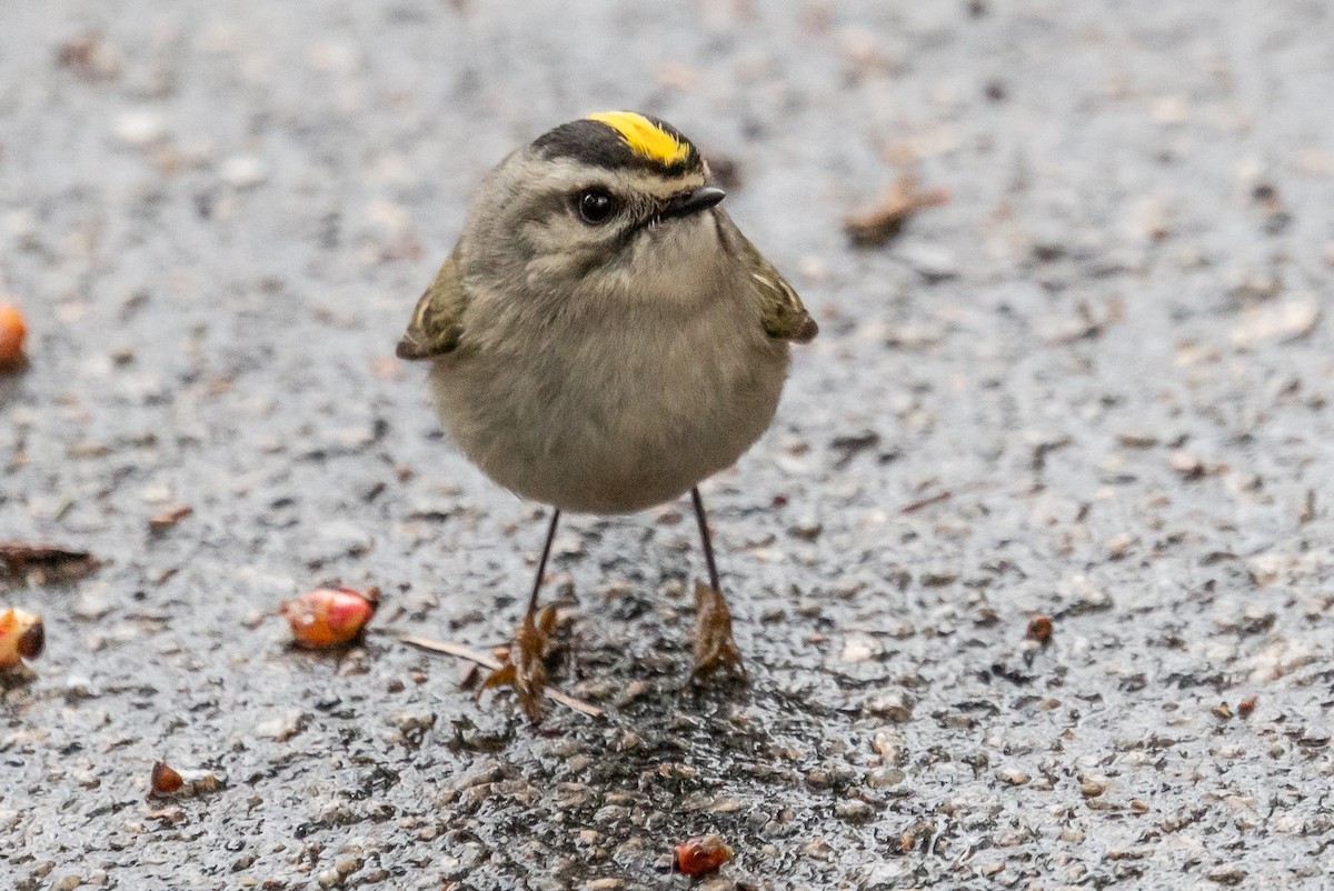 Golden-crowned Kinglet - ML424424881