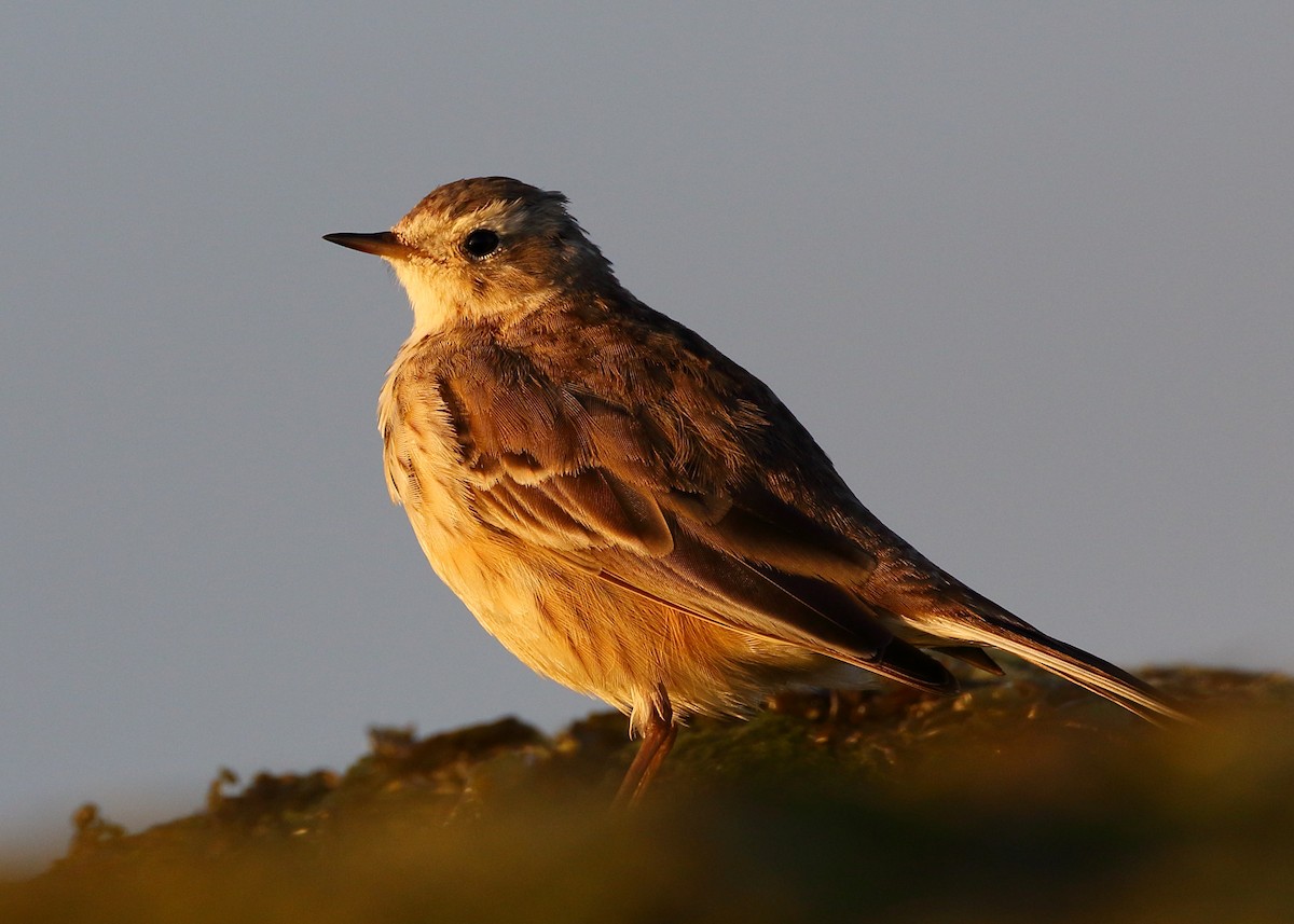 American Pipit - ML424427271