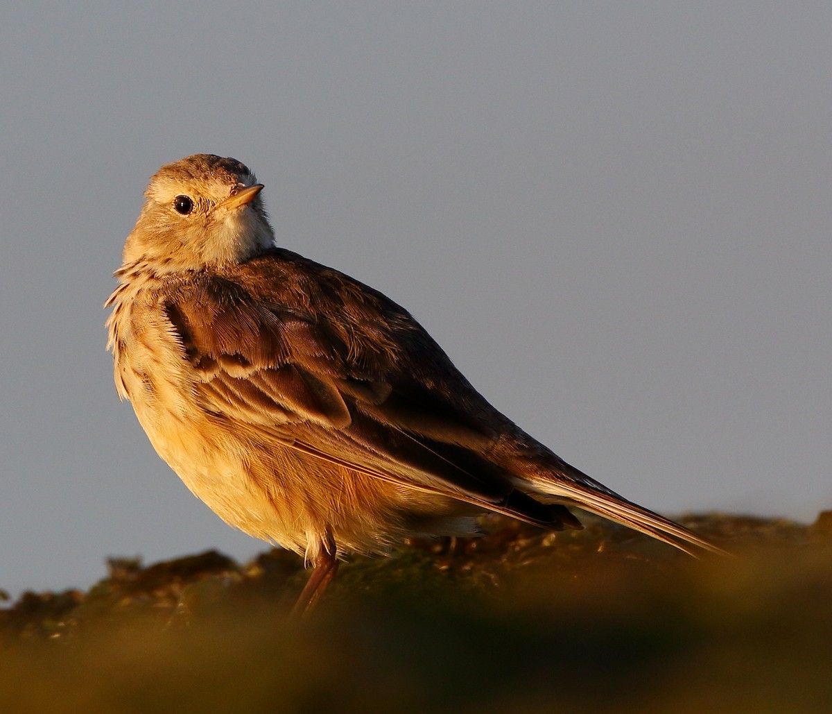 Pipit d'Amérique - ML424428081