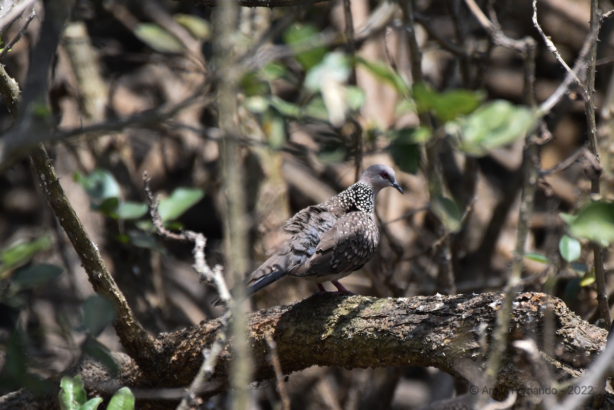 Spotted Dove - ML424428311