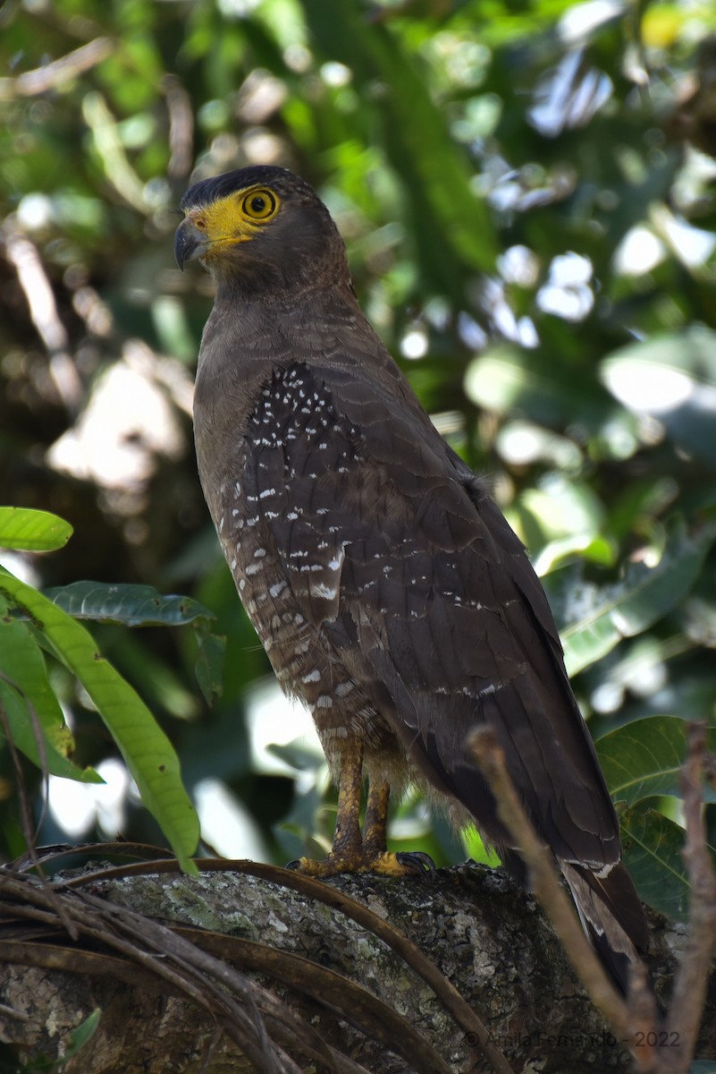 Crested Serpent-Eagle - ML424428351
