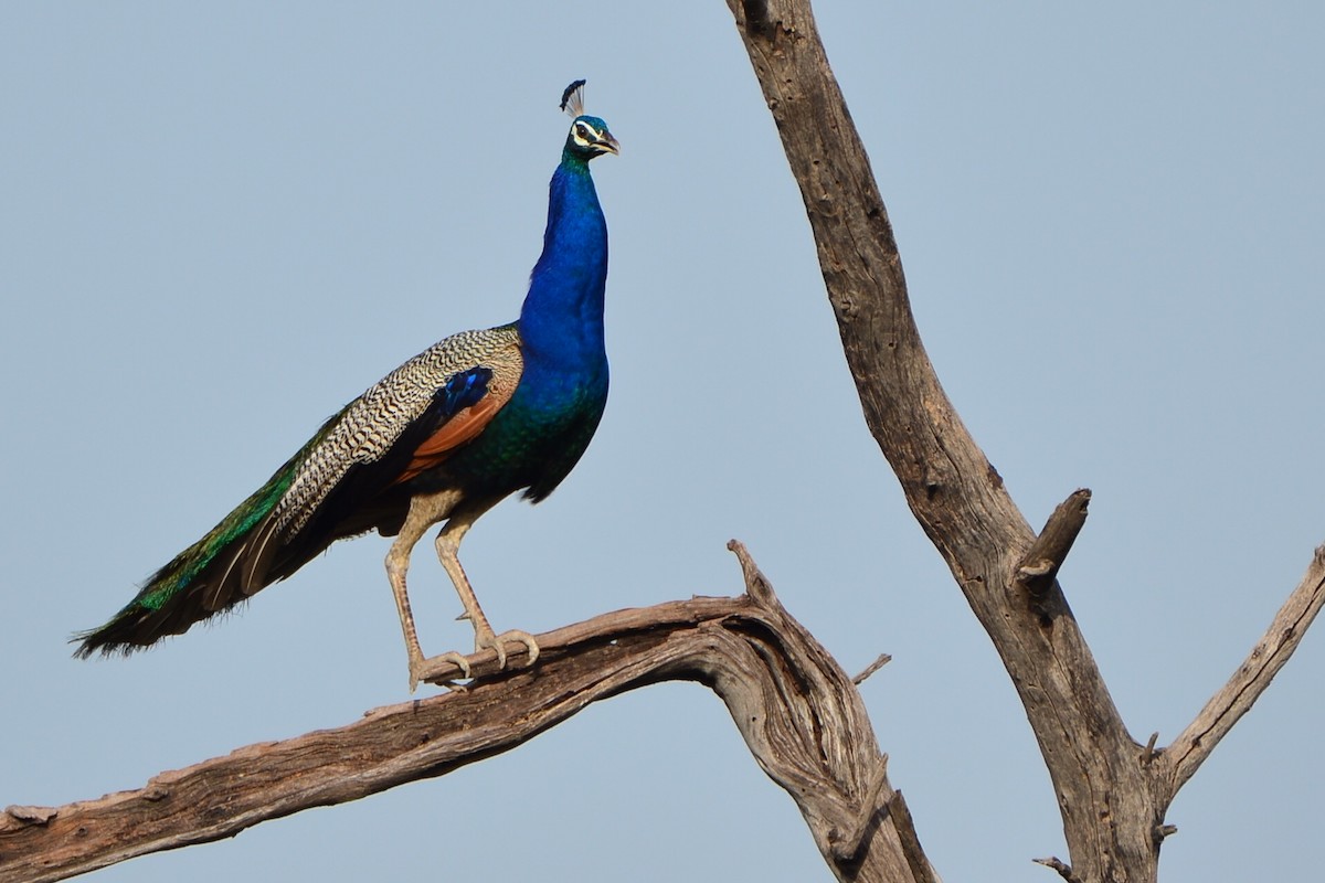 Indian Peafowl - Bhaskar pandeti